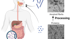 Amyloid consumption in food, and their journey through the digestive system.