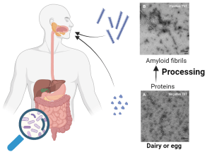 Graphical abstract: Left - Amyloid consumption in food, and their journey through the digestive system. Right - Creation of amyloids from eggs and whey protein 