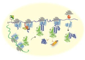 In the diagram: The new mechanism in action: during protein production by the ribosome, exposure of individual amino acids initiates the folding process and interaction with cellular proteins. These amino acids are characterized by their ability to form highly stable interactions and serve as anchors for the assembly of functional protein complexes in the cell. The connection between the protein being produced and its partners protects it from misfolding and maintains its stability at its most vulnerable stage. The process is evolutionarily conserved, so mutations in amino acids serving as "anchors" for initiating protein-protein interactions on the ribosome lead to diseases.