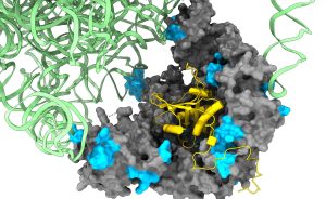 In the diagram: The ribosome (in green) with the newly formed complex: N-Acetyl Transferase (NAT) A, consisting of a catalytic subunit (in yellow) and an auxiliary subunit (in gray). Interaction areas with the ribosome, chaperones acting on the ribosome, and between subunits are indicated in light blue.