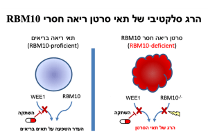 איור מדעי – הרג סלקטיבי של תאי סרטן ריאה חסרי RBM10