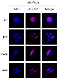 בתמונה פלורוסנטית זו ניתן לראות את כרומוזומי הדנ"א בזמן חלוקת גרעין התא בשלבים שונים בזן הבר (wild-type): אינטרפאזה (int), פרופאזה (pro), מטפאזה (meta) ואנפאזה (ana) וכיצד החלבון ADR-2 נמצא קרוב אליהם לאורך כל שלבי החלוקה. משמאל לימין: הצבע הכחול מייצג את כרומוזומי הדנ"א שנמצאים בזמן חלוקת גרעין התא בתולעת (DAPI), ואילו הצבע הסגול מייצג נוכחות של החלבון ADR-2 (ADR-2). איחודם של שני הצבעים (merge) מראה כי החלבון ADR-2 נמצא קרוב לכרומוזומים לאורך כל שלבי חלוקת גרעין התא. בתמונות ה-merge אזורים שבהם ADR-2 קרוב לכרומוזומים הם בעלי צבע סגלגל (הנובע משילוב הצבע הכחול של הדנ"א והצבע הסגול של ADR-2) ואילו אזורים בכרומוזומים שאין לידם ADR-2 בעלי צבע כחול בלבד.