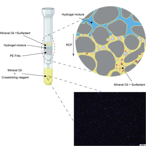 a) Illustration of the new system developed for producing microgels via an emulsification process within a porous medium. b) A fluorescent microscope image of protein-based microgels produced using the system. This image demonstrates the uniformity of the protein and the preservation of its structure