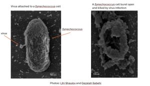 In the scientific image: the virus attaches to the bacterial cell (left image) and kills it (right image). Photos: Lihi Shaulov and Gazalah Sabehi